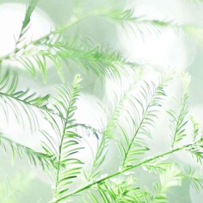 酒价内参3月25日价格发布 习酒君品跌幅居前,回落7元/瓶